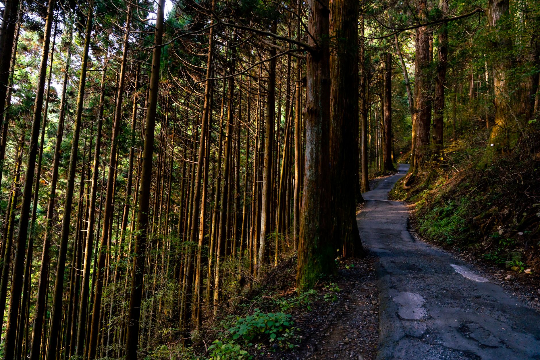 Nagano temple garden and mountain trail