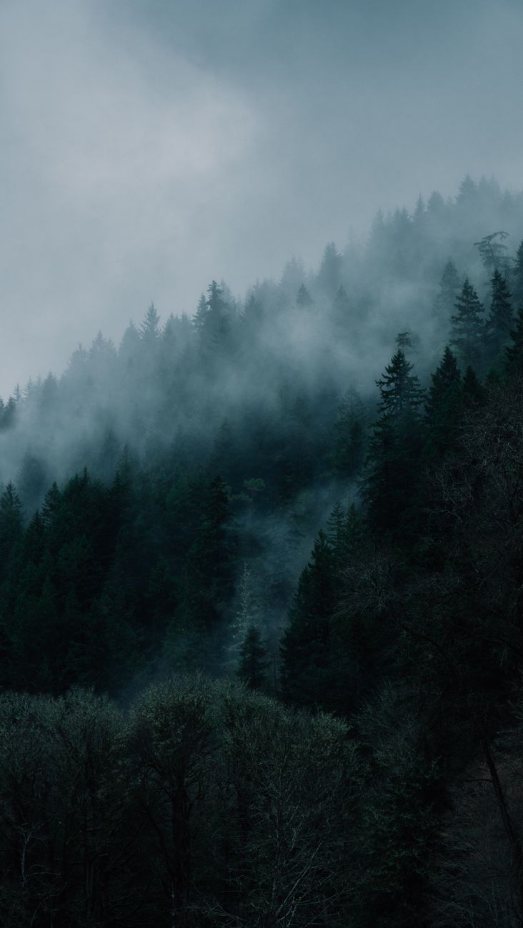Coastal mist over forest